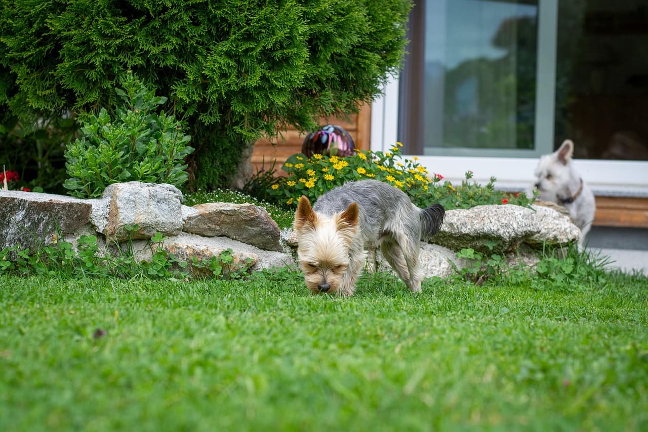 Pet Cameras in 2026: Furbo or Petcube Comes Down to One Feature