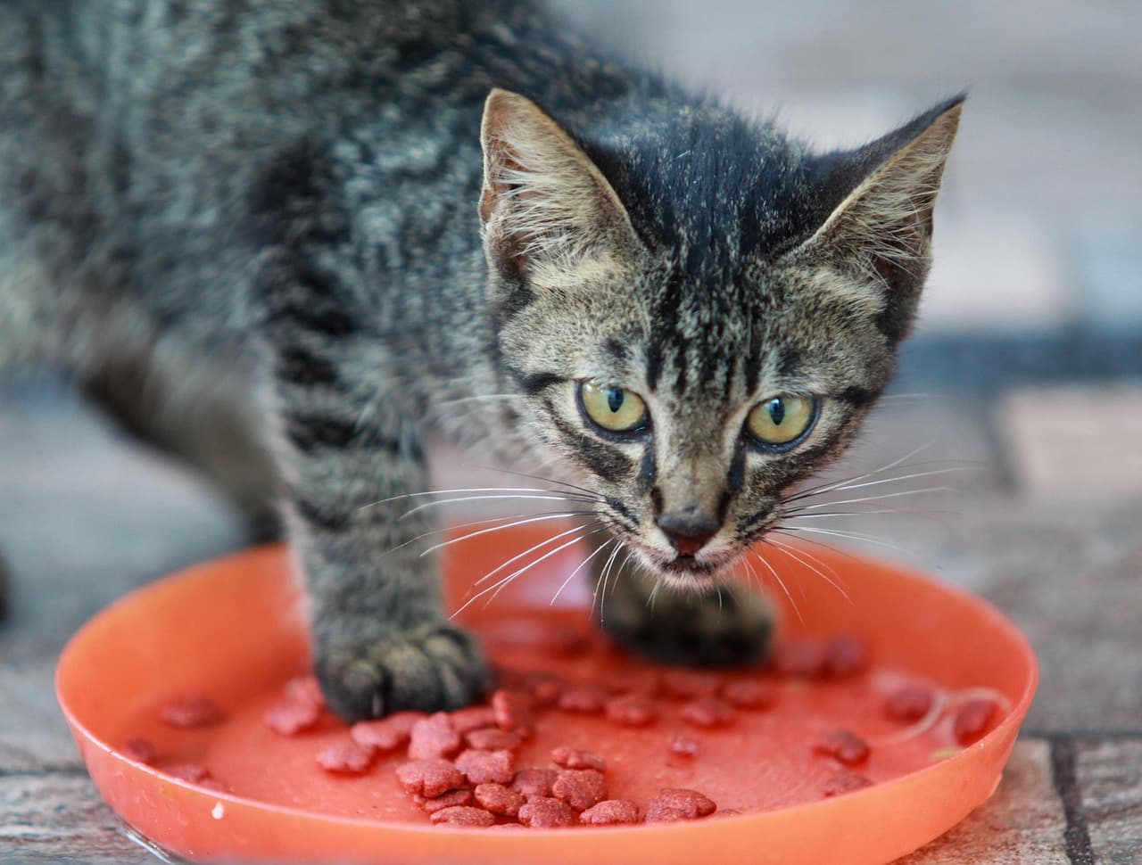 SureFeed vs Petlibro: Your Cat's Chip Picks the Feeder